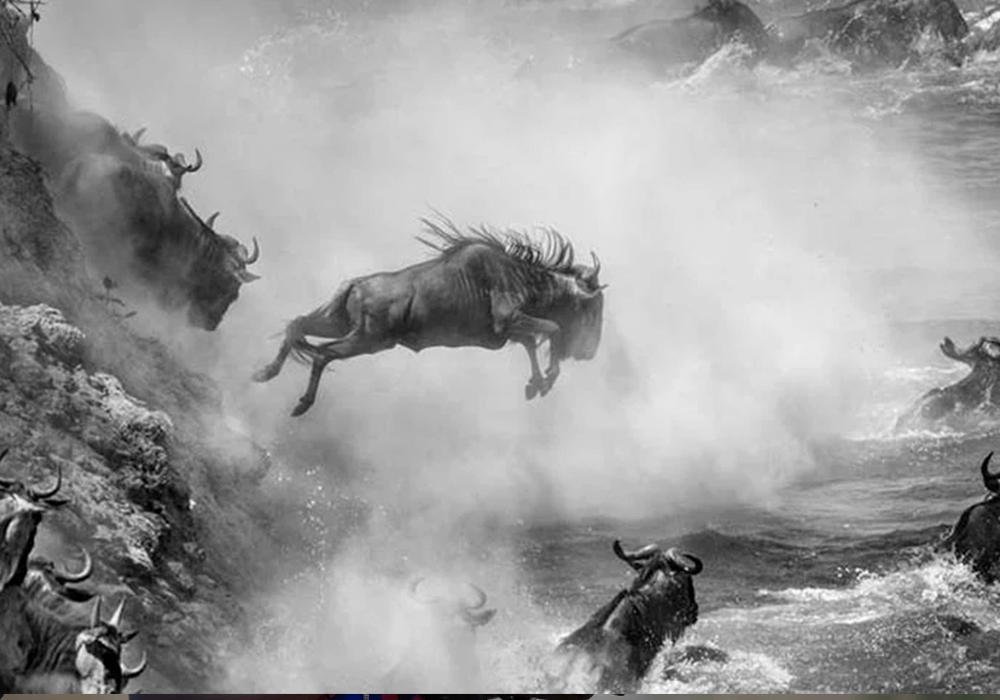 The great migrattion photographed during safari photography