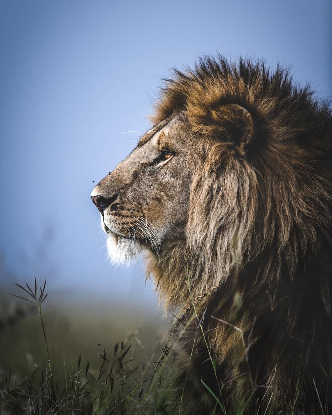 Male lion in profile in the Masai Mara, photographed by Nando