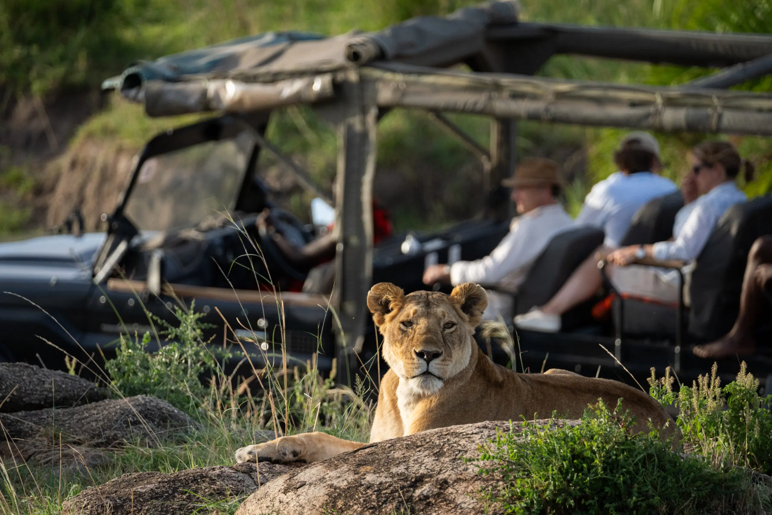 Enkewa Camp safari vehicle with a guide and spotter watching a lion at close range