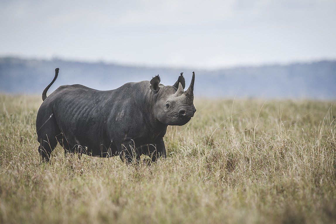Black rhino walking across the open savannah in the southern Masai Mara