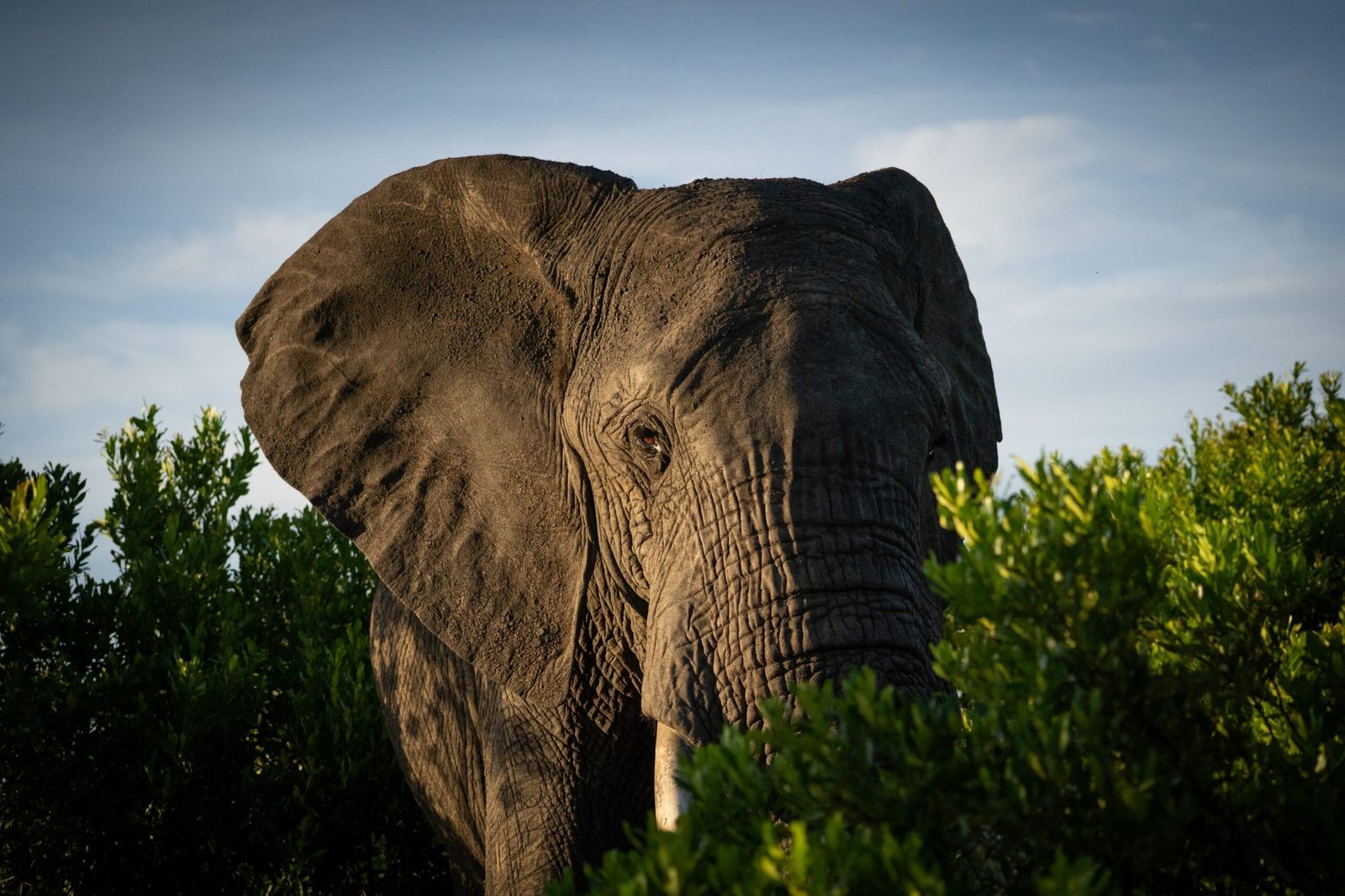 Close-up of a bull elephant in the Masai Mara