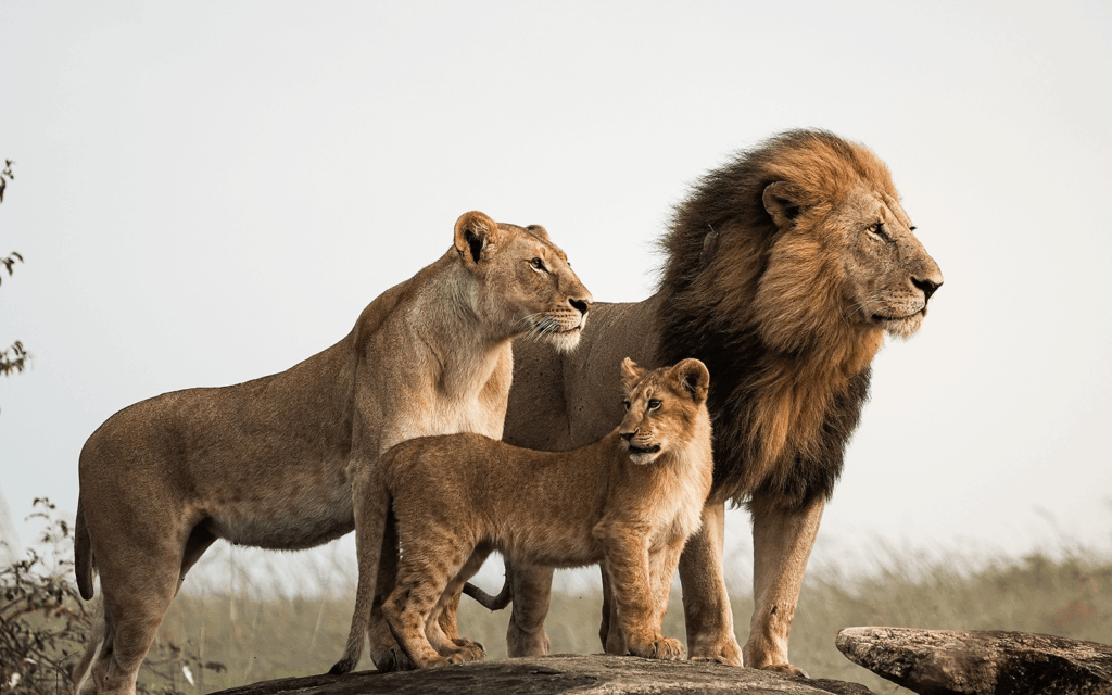 A male lion with a full dark mane, a lioness, and a young cub standing together on a rocky outcrop in the Masai Mara, photographed during a safari at Enkewa Camp in the Olderkesi Conservancy, Kenya.